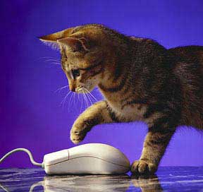 cat mouse.jpg