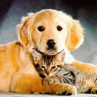 puppy and kitten.jpg