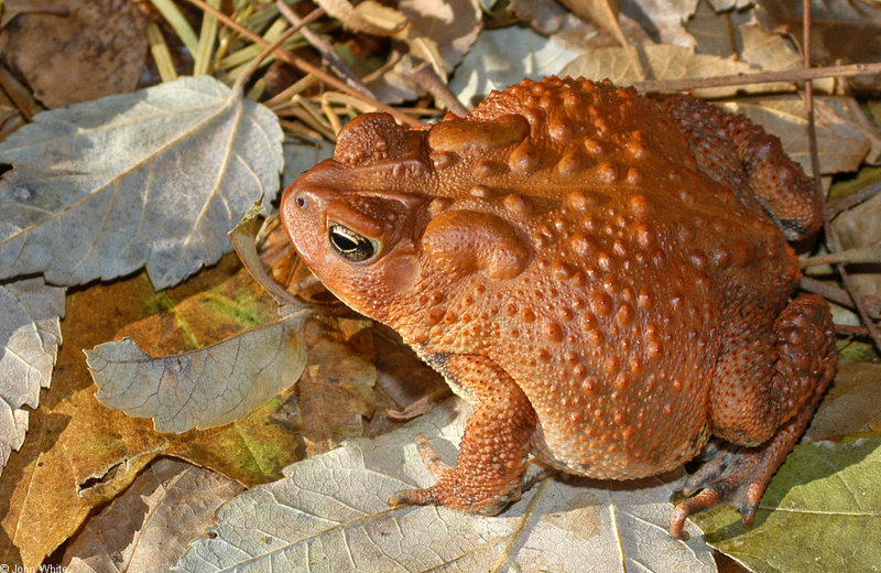 American Toad (Bufo americanus).jpg