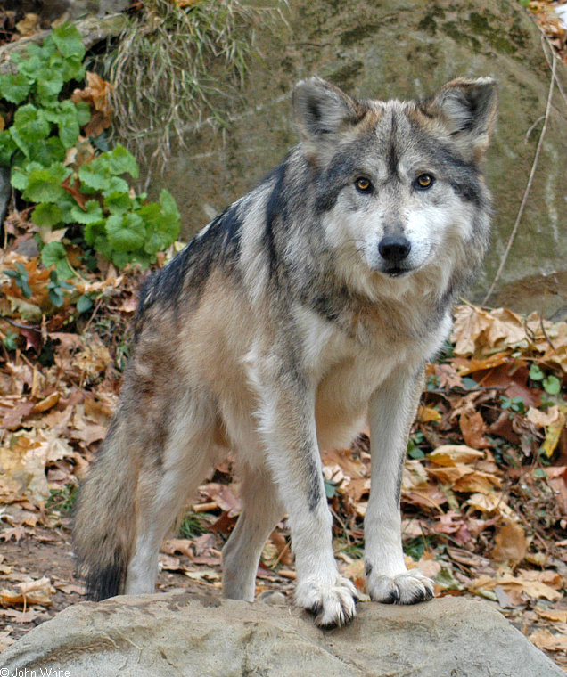 Mexican Wolf (Canis lupus baileyi)017.jpg