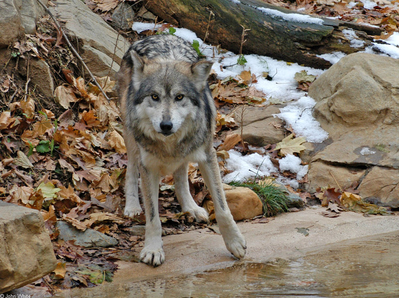 Mexican Wolf (Canis lupus baileyi)018.jpg