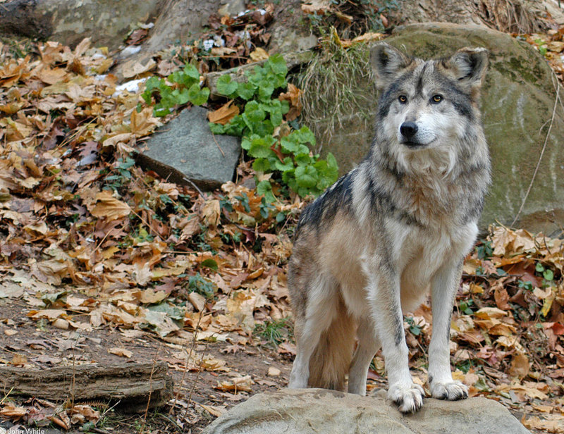 Mexican Wolf (Canis lupus baileyi)019.jpg