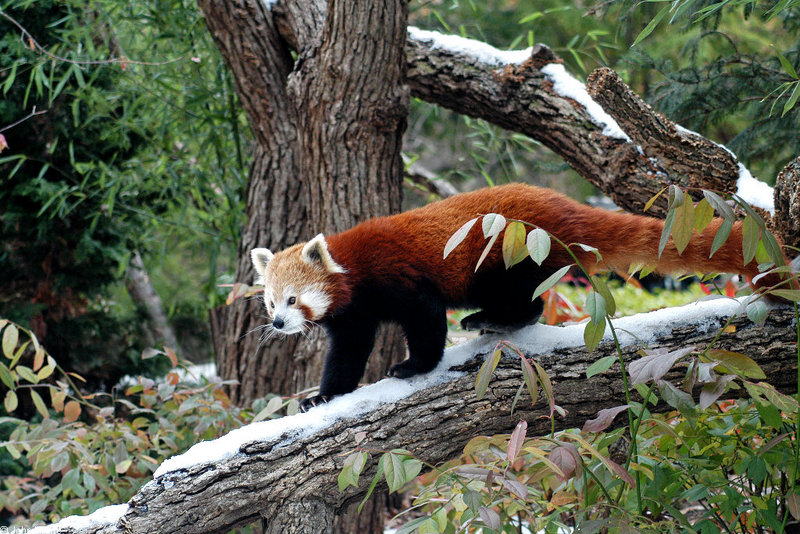 Red Panda (Ailurus fulgens).jpg