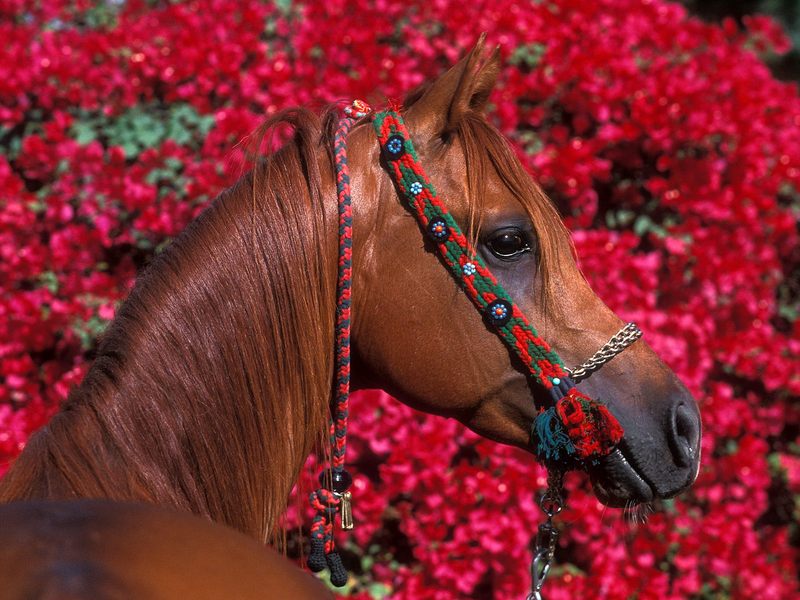 Arabian Stallion Dubai.jpg