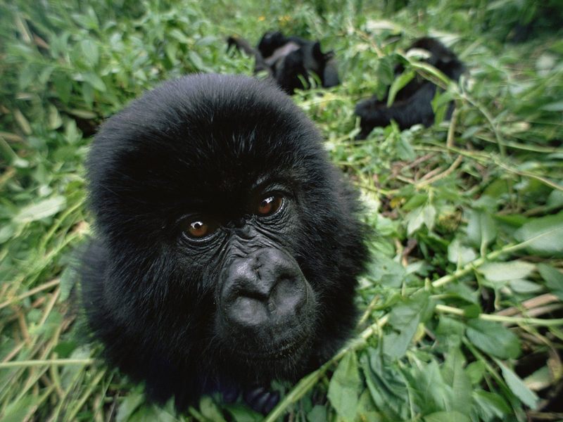 Baby Mountain Gorilla Virunga Mountains Rwanda.jpg
