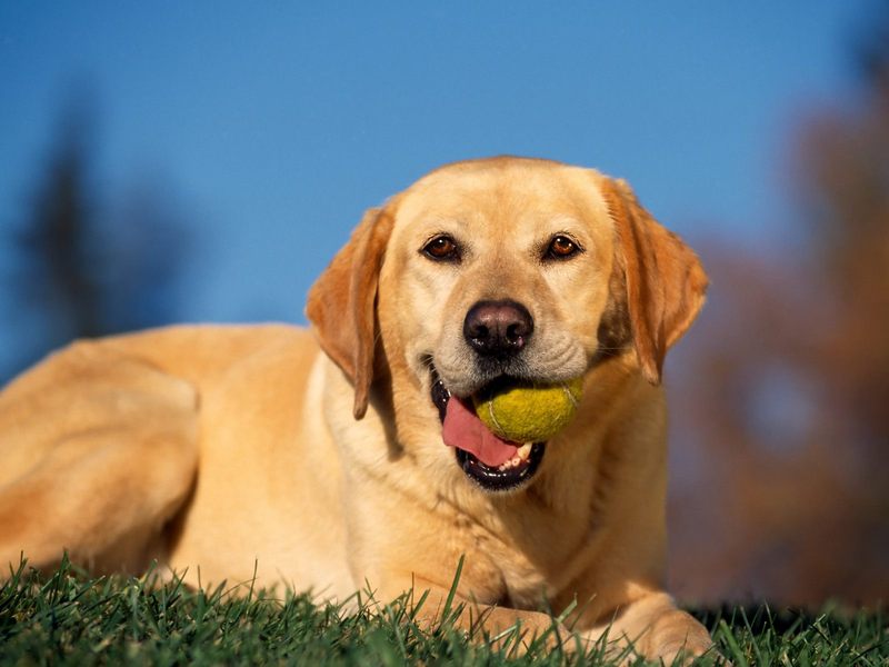 Break Time Yellow Labrador.jpg