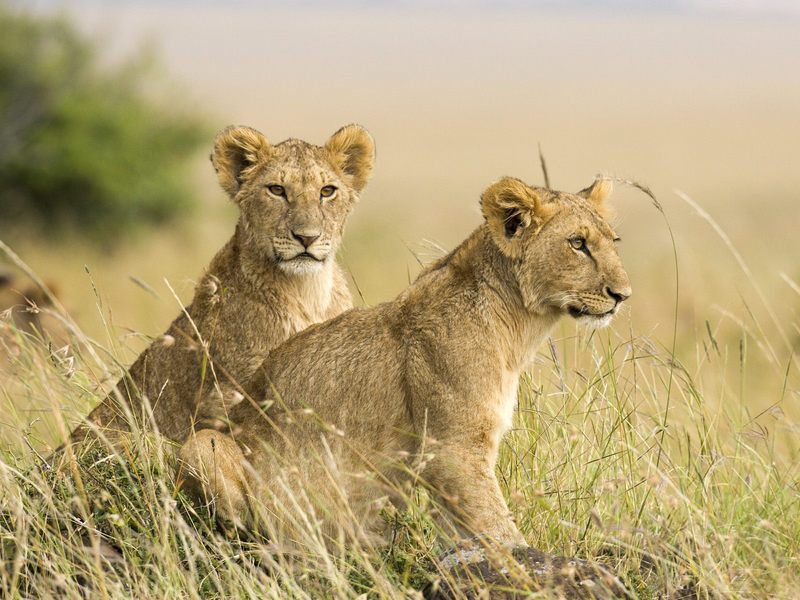 Female Lion Cubs Masai Mara Kenya Africa.jpg