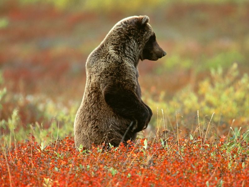 Grizzly Bear Denali National Park Alaska.jpg