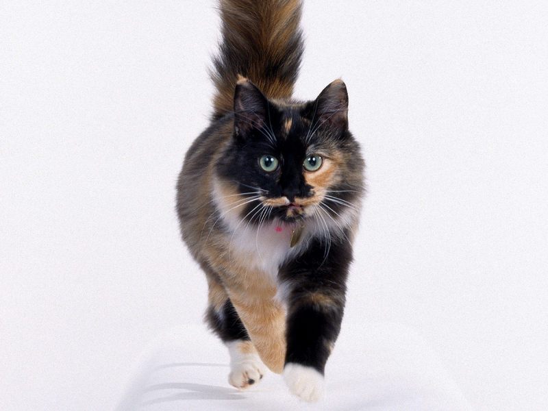 Longhair Calico.jpg