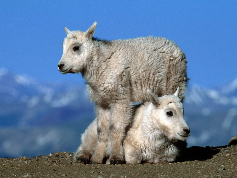 Mountain Goat Kids.jpg