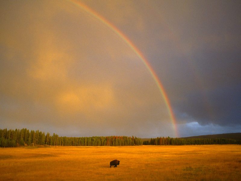 Rainbow and Bison Yellowstone National Park Wyoming.jpg