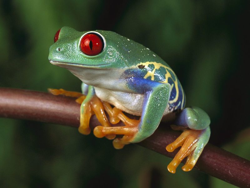 Red-Eyed Tree Frog Central America.jpg