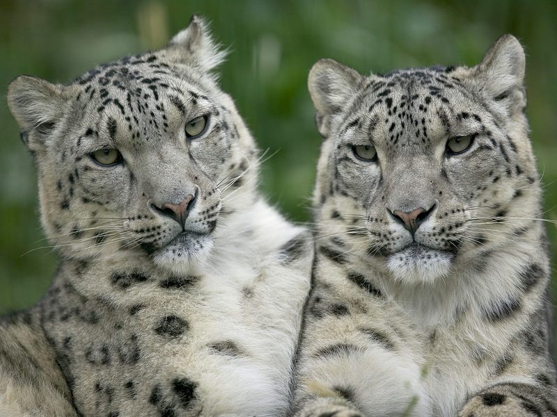 Snow Leopard Pair.jpg
