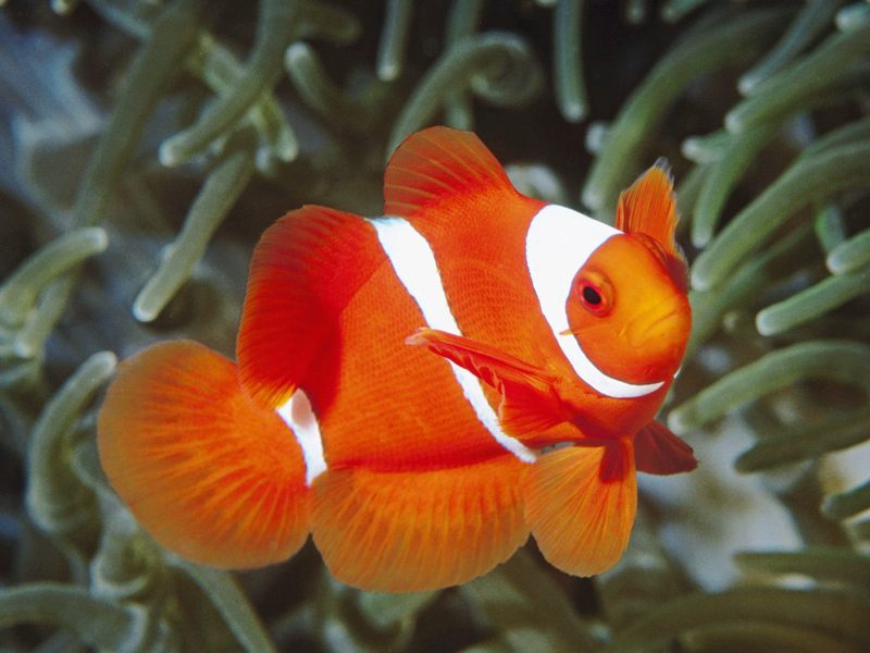 Spine-Cheek Anemonefish Papua New Guinea.jpg