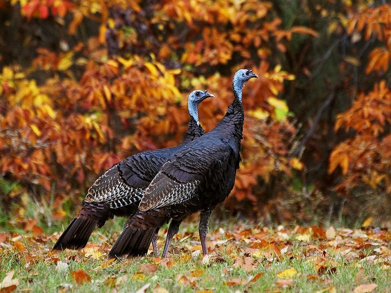 Wild Turkeys in Autumn.jpg