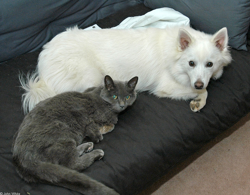 furrys on the futon.jpg