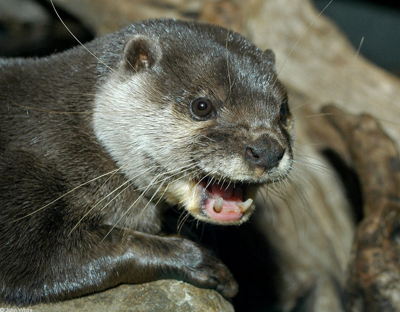 Asian Small-clawed Otter (Aonyx cinerea).jpg