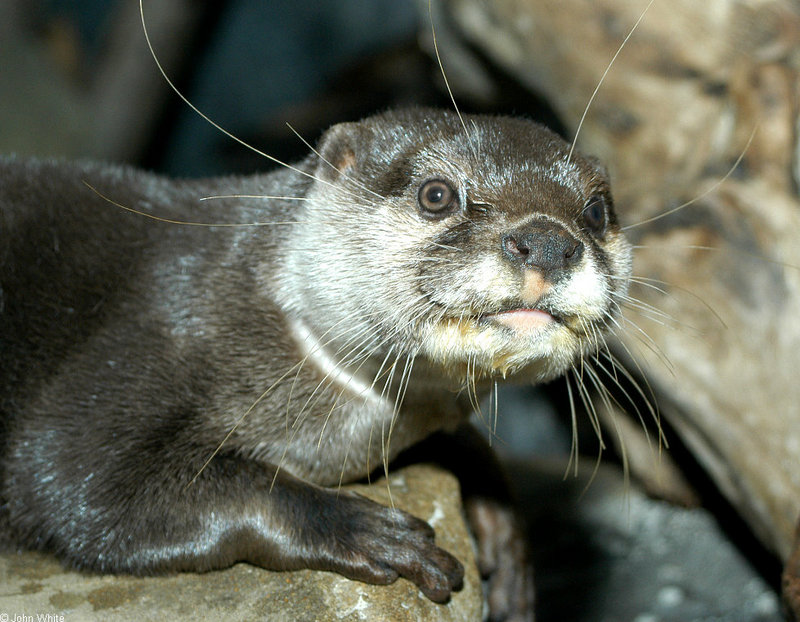 Asian Small-clawed Otter (Aonyx cinerea)001.jpg