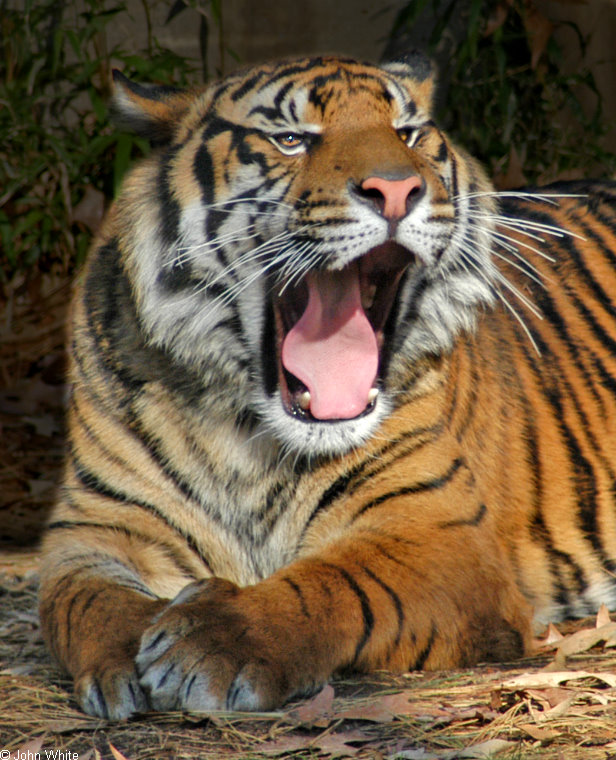 tiger yawn102.jpg