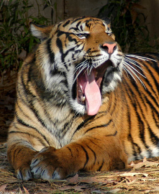 tiger yawn103.jpg
