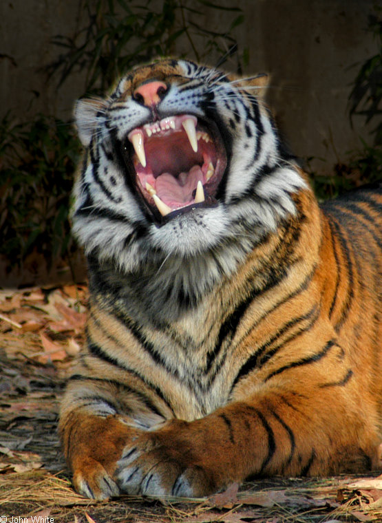 tiger yawn104.jpg