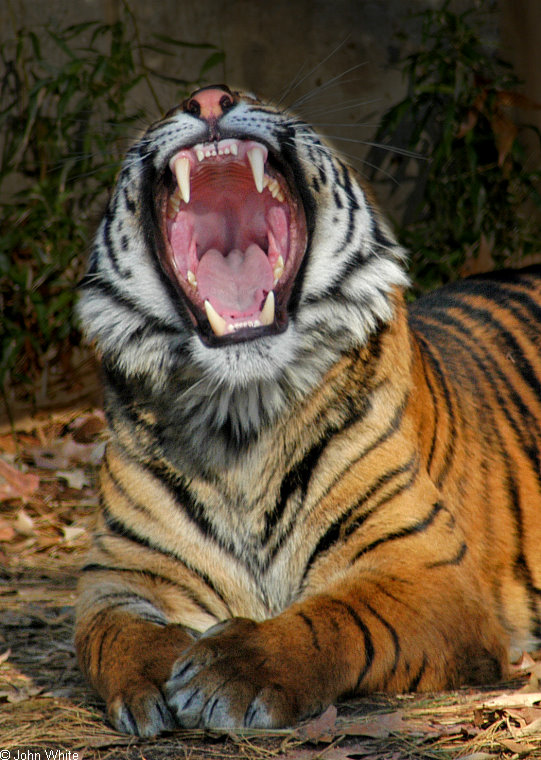 tiger yawn105.jpg