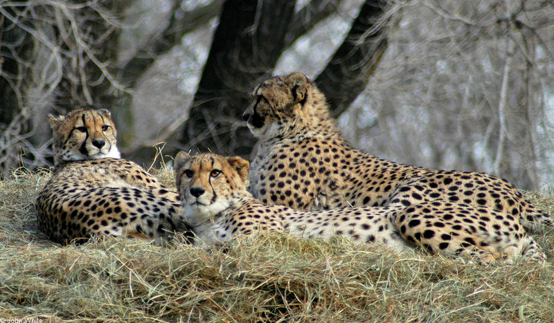 Cheetah305.jpg