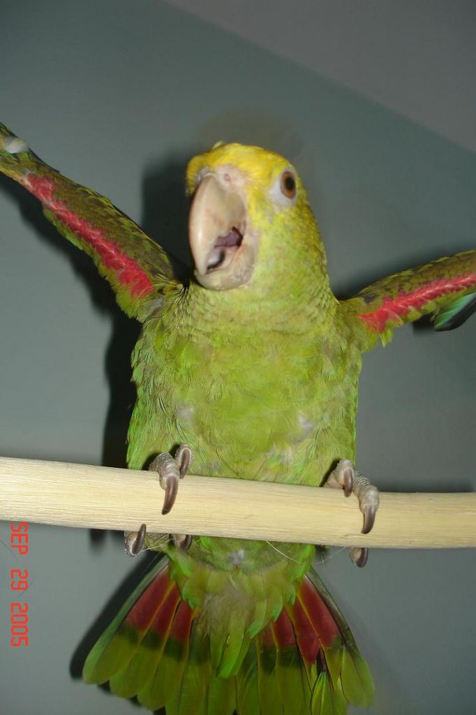 Intentando%20volar%20599.jpg