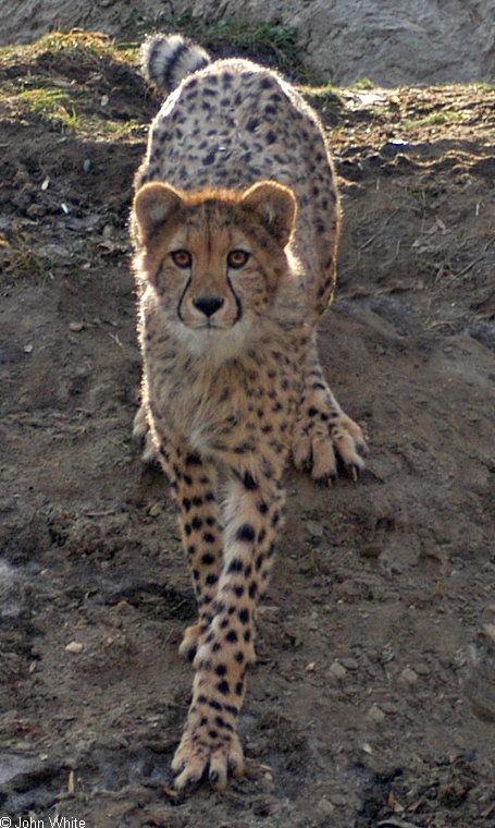 Cheetah (Acinonyx jubatus)254.jpg
