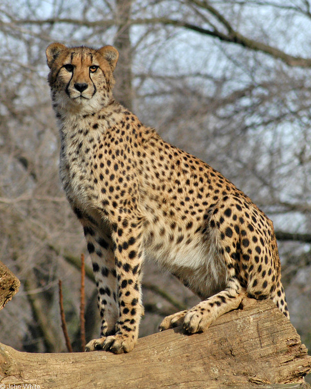 Cheetah (Acinonyx jubatus)255.jpg