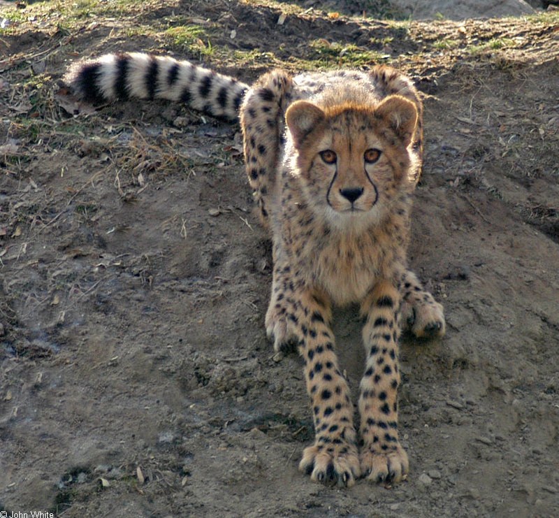 Cheetah (Acinonyx jubatus)256.jpg