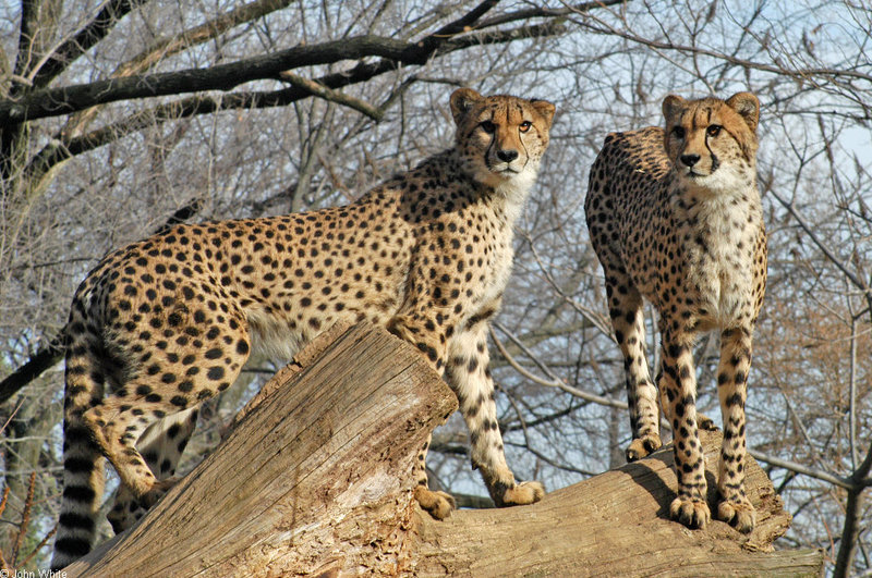 Cheetah (Acinonyx jubatus)257.jpg