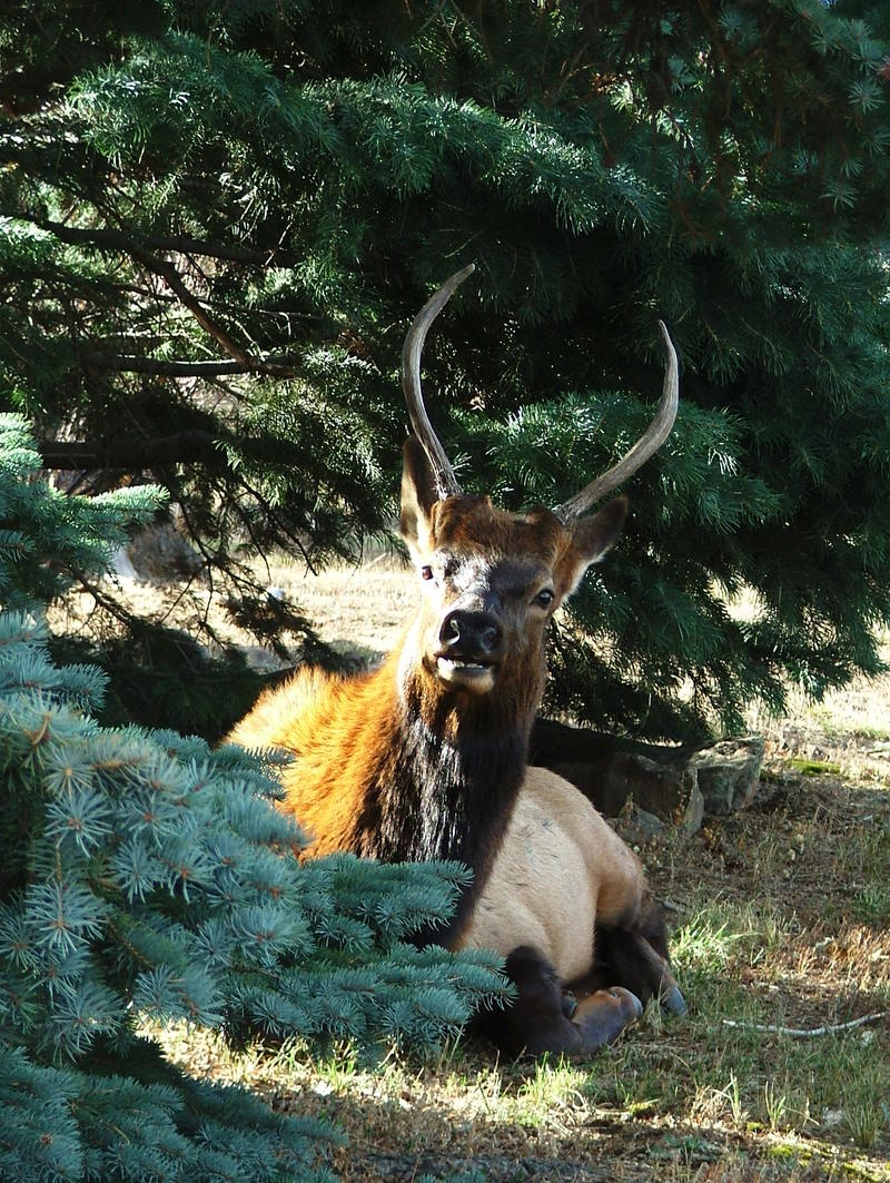 Bull Elk 2.jpg