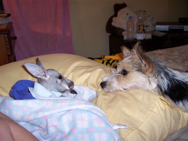 Ellie wants Millie.jpg