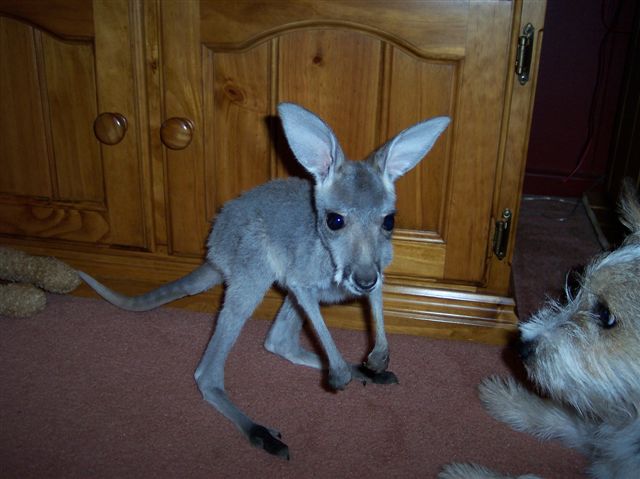 Millie walks.jpg
