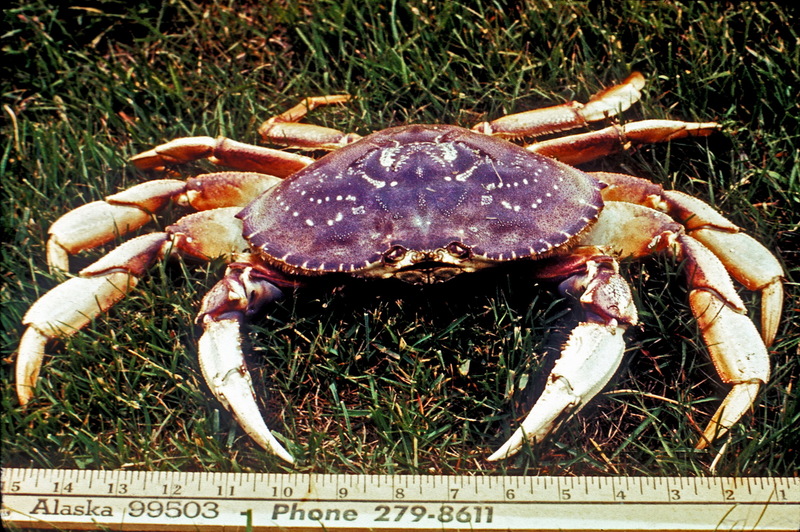 Dungeness Crab.jpg