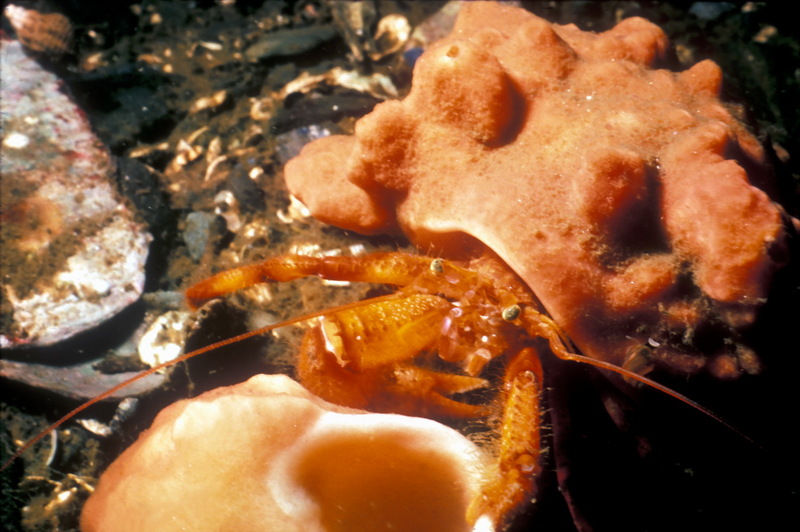 Hermit Crab in Hermit Crab Sponge.jpg