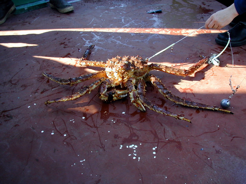 King Crab Snagged and Released.jpg