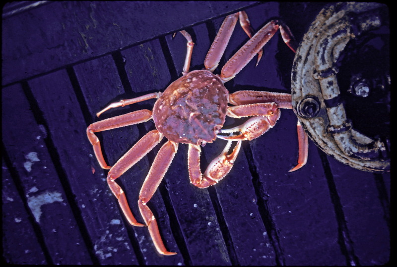 Tanner Crab.jpg