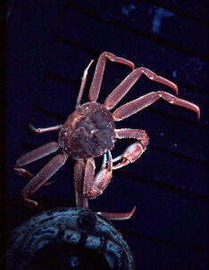 Crab Tanner.jpg