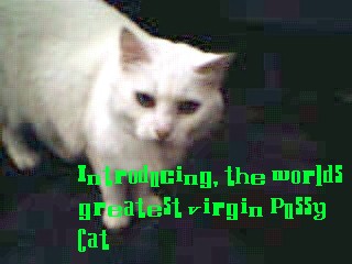 virgincat.jpg