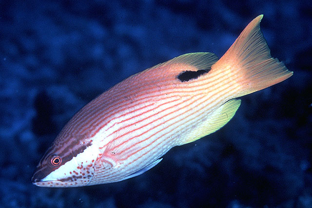 Tarry Hogfish (Bodianus bilunulatus).jpg