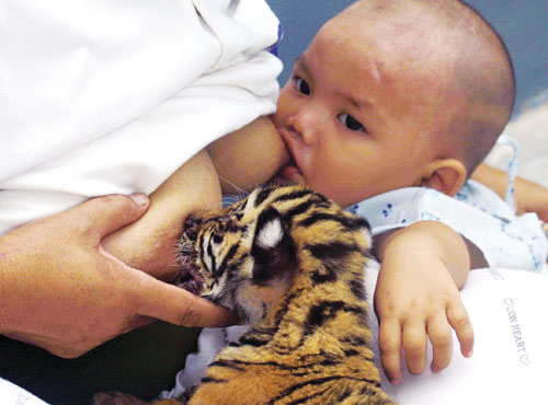 nursing tiger cub.jpg