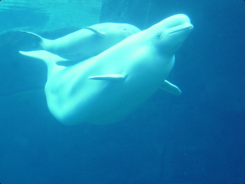 Beluga Whale.jpg
