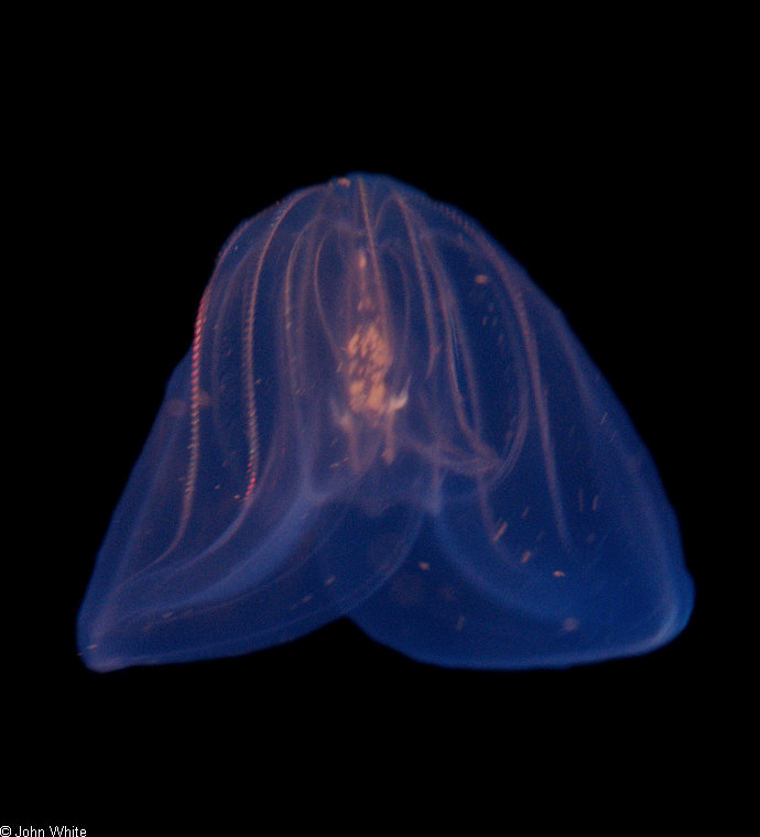 Comb Jellyfish (Beroe ovata).jpg