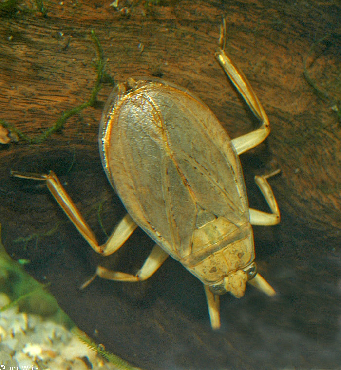 Giant Water Bug (Lethocerus americanus).jpg