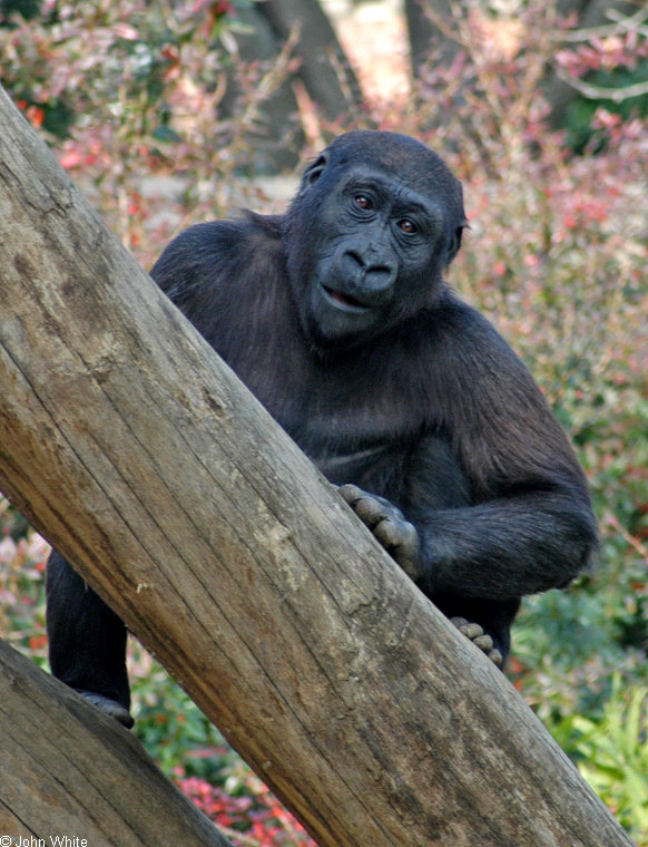 Western Lowland Gorilla (Gorilla gorilla gorilla).jpg