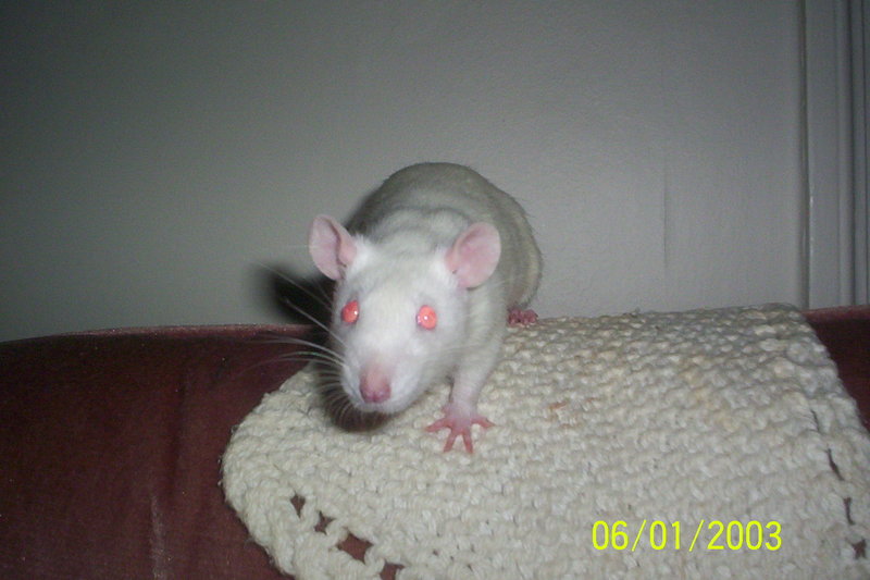 Baby Girl1.JPG