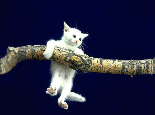 Hang-in-there kitten.jpg