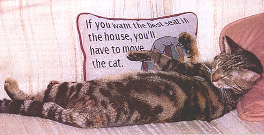 move the cat.jpg